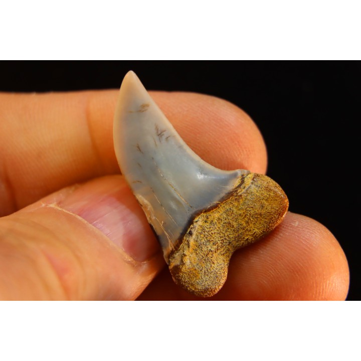 shark tooth: ISURUS PLANUS   Miocene   Bakersfield, California - USA