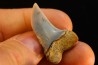 shark tooth: ISURUS PLANUS   Miocene   Bakersfield, California - USA