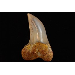 dent de requin: ISURUS PLANUS - Miocène - Bakersfield, Californie - USA