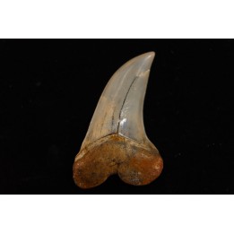 shark tooth: ISURUS PLANUS   Miocene   Bakersfield, California - USA