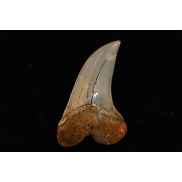 dent de requin: ISURUS PLANUS - Miocène - Bakersfield, Californie - USA