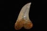 shark tooth: ISURUS PLANUS   Miocene   Bakersfield, California - USA