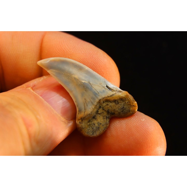 shark tooth: ISURUS PLANUS   Miocene   Bakersfield, California - USA
