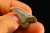 shark tooth: ISURUS PLANUS   Miocene   Bakersfield, California - USA