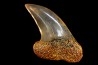 shark tooth: ISURUS PLANUS   Miocene   Bakersfield, California - USA