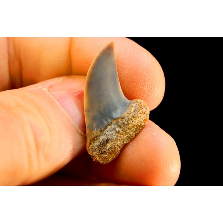 shark tooth: ISURUS PLANUS   Miocene   Bakersfield, California - USA