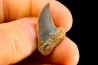 dent de requin: ISURUS PLANUS - Miocène - Bakersfield, Californie - USA