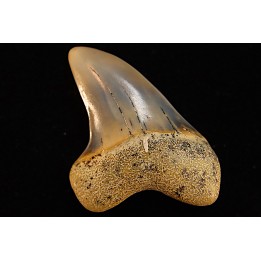 shark tooth: ISURUS PLANUS   Miocene   Bakersfield, California - USA