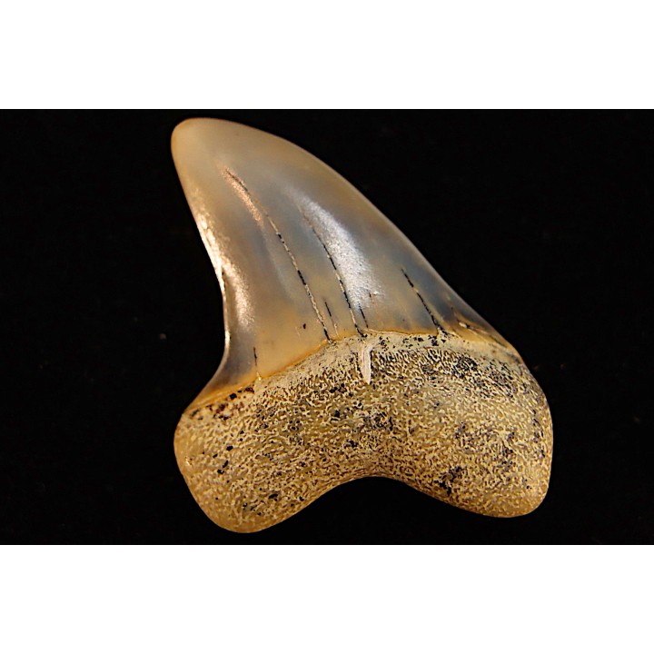 shark tooth: ISURUS PLANUS   Miocene   Bakersfield, California - USA