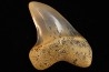 dent de requin: ISURUS PLANUS - Miocène - Bakersfield, Californie - USA