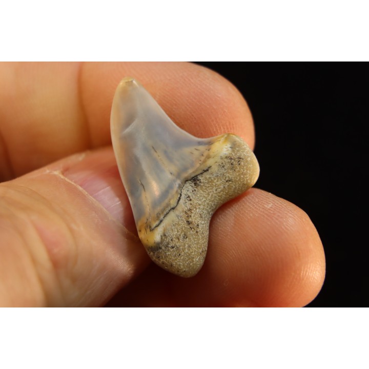 shark tooth: ISURUS PLANUS   Miocene   Bakersfield, California - USA