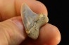 shark tooth: ISURUS PLANUS   Miocene   Bakersfield, California - USA