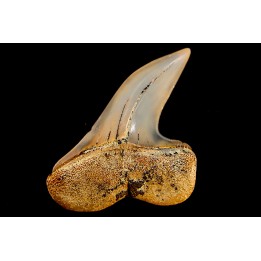 shark tooth: ISURUS PLANUS   Miocene   Bakersfield, California - USA