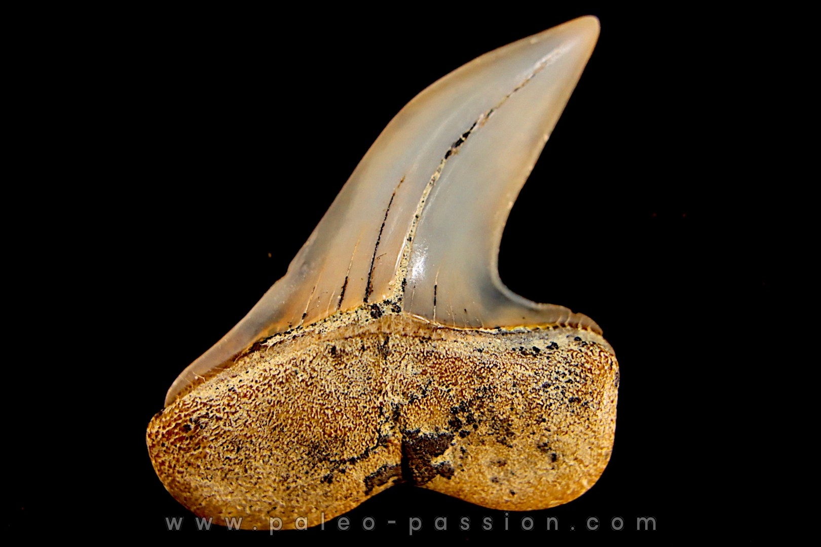 shark tooth: ISURUS PLANUS Miocene Bakersfield, California - USA