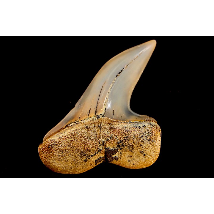 shark tooth: ISURUS PLANUS   Miocene   Bakersfield, California - USA