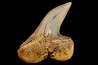 shark tooth: ISURUS PLANUS Miocene Bakersfield, California - USA