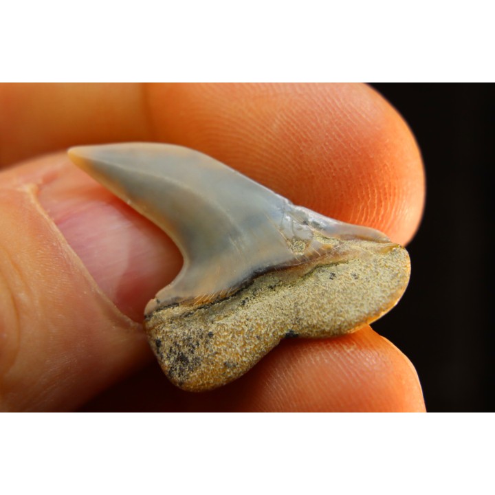 shark tooth: ISURUS PLANUS   Miocene   Bakersfield, California - USA