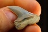 shark tooth: ISURUS PLANUS Miocene Bakersfield, California - USA