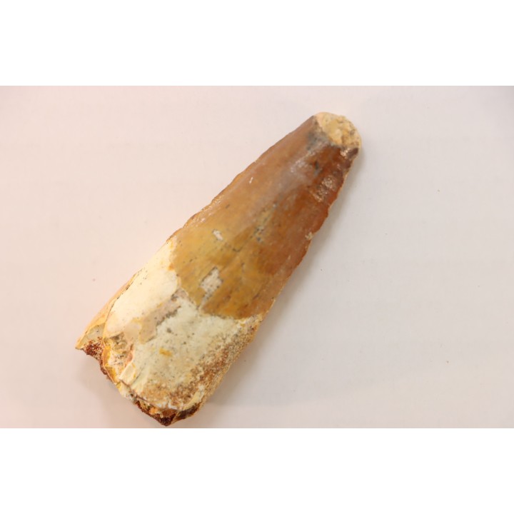 dent de dinosaure SPINOSAURUS AEGYPTIACUS