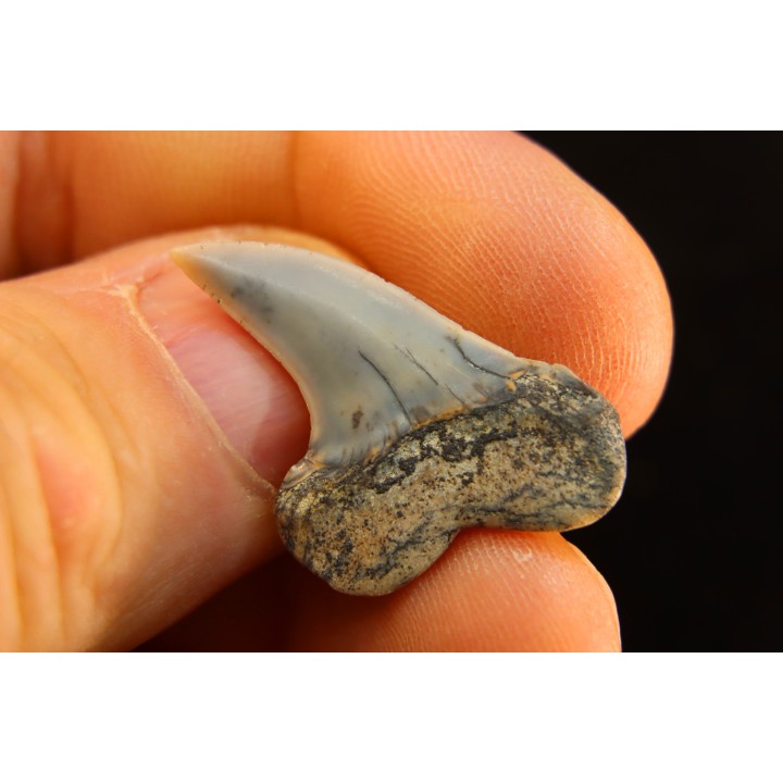 dent de requin: ISURUS PLANUS - Miocène - Bakersfield, Californie - USA