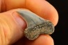 dent de requin: ISURUS PLANUS - Miocène - Bakersfield, Californie - USA