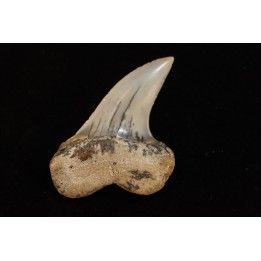 shark tooth: ISURUS PLANUS   Miocene   Bakersfield, California - USA