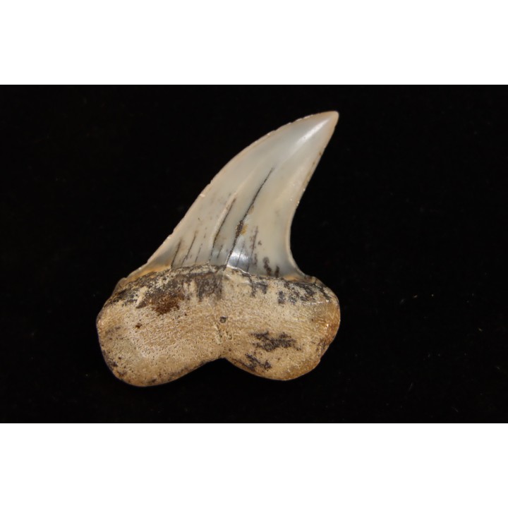 dent de requin: ISURUS PLANUS - Miocène - Bakersfield, Californie - USA