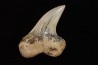 shark tooth: ISURUS PLANUS   Miocene   Bakersfield, California - USA