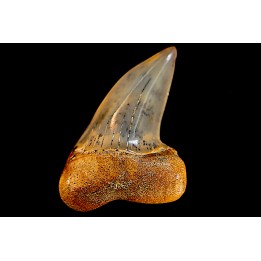 shark tooth: ISURUS PLANUS   Miocene   Bakersfield, California - USA