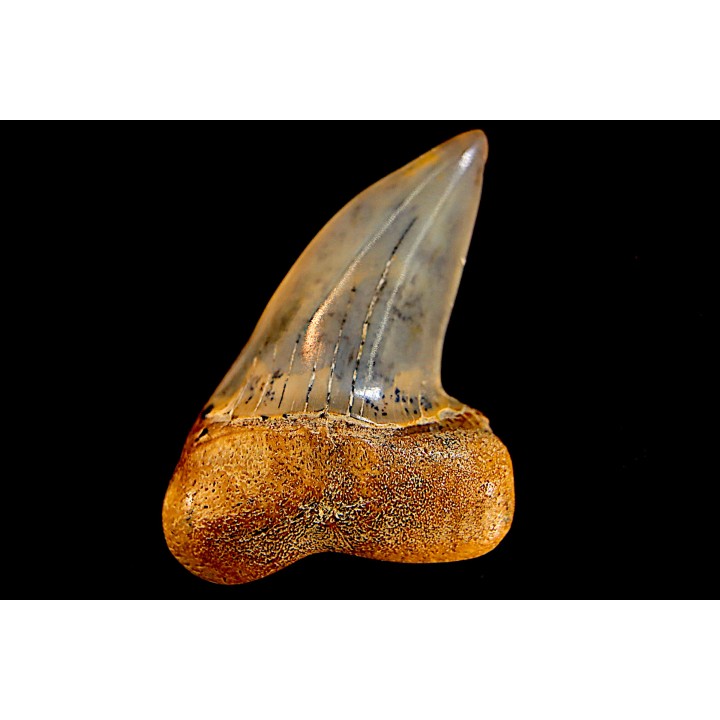 shark tooth: ISURUS PLANUS   Miocene   Bakersfield, California - USA