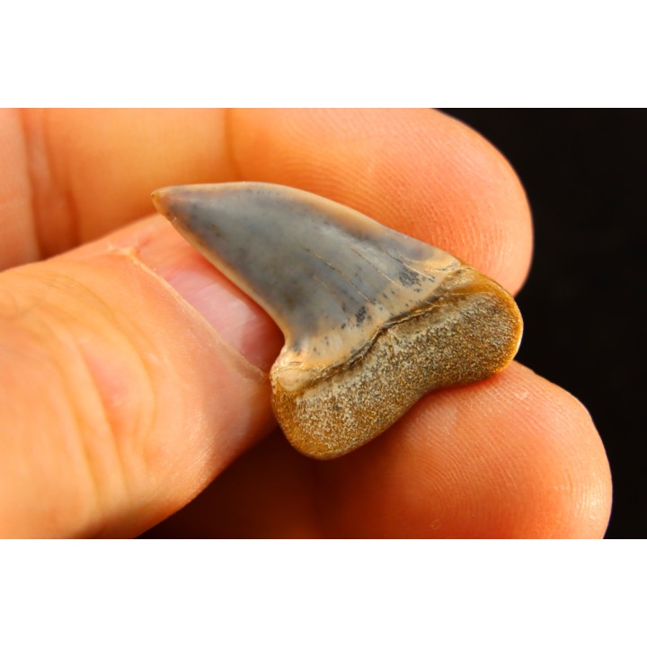 shark tooth: ISURUS PLANUS   Miocene   Bakersfield, California - USA