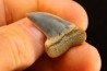 dent de requin: ISURUS PLANUS - Miocène - Bakersfield, Californie - USA