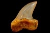 shark tooth: ISURUS PLANUS   Miocene   Bakersfield, California - USA
