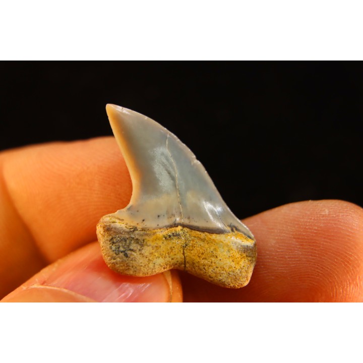 shark tooth: ISURUS PLANUS   Miocene   Bakersfield, California - USA