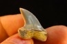 dent de requin: ISURUS PLANUS - Miocène - Bakersfield, Californie - USA