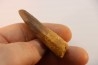 dent de dinosaure SPINOSAURUS AEGYPTIACUS