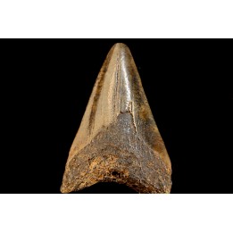 shark teeth: CARCHARODON MEGALODON