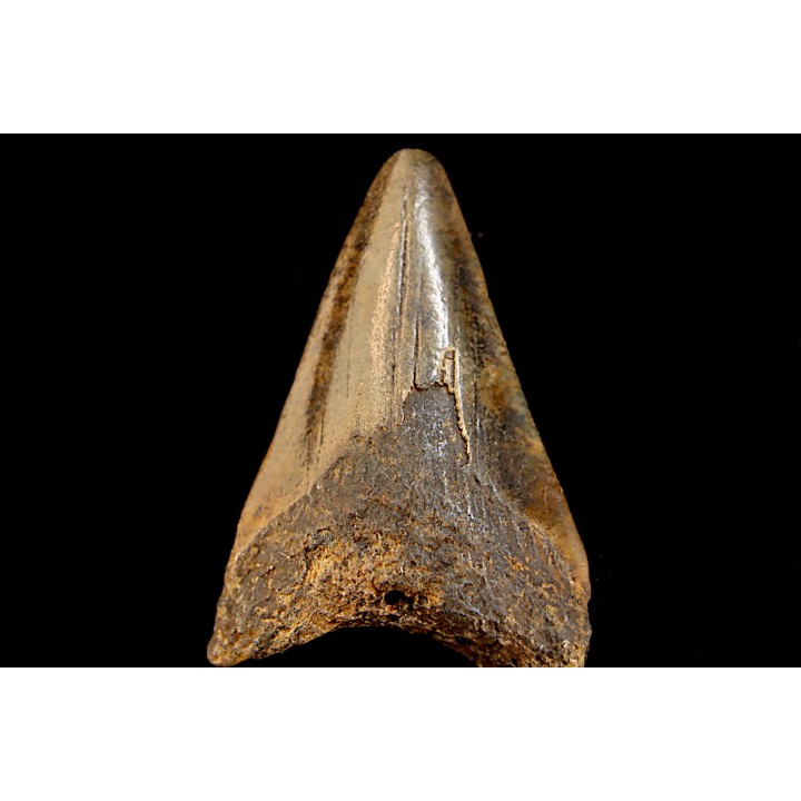 shark teeth: CARCHARODON MEGALODON