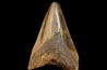dent de requin: CARCHARODON MEGALODON