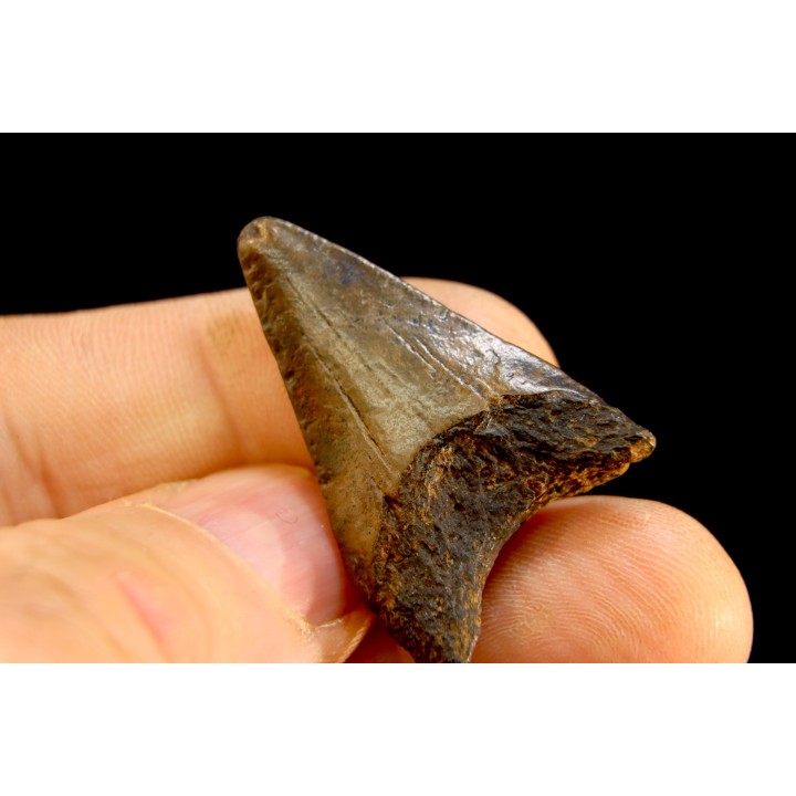 dent de requin: CARCHARODON MEGALODON