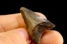 shark teeth: CARCHARODON MEGALODON