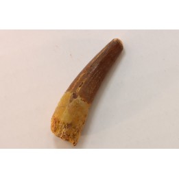 dent de dinosaure SPINOSAURUS AEGYPTIACUS