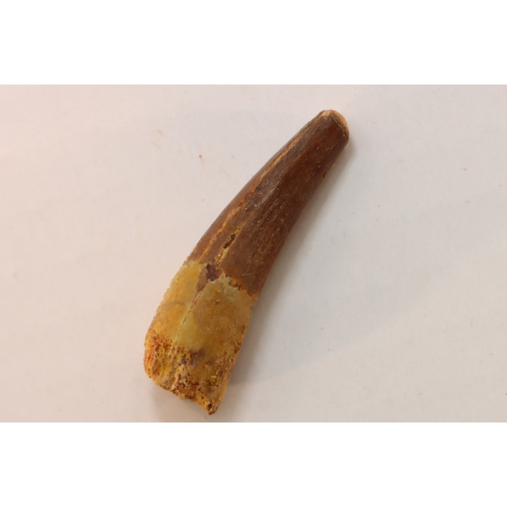 SPINOSAURUS AEGYPTIACUS