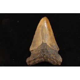 dent de requin: CARCHARODON MEGALODON