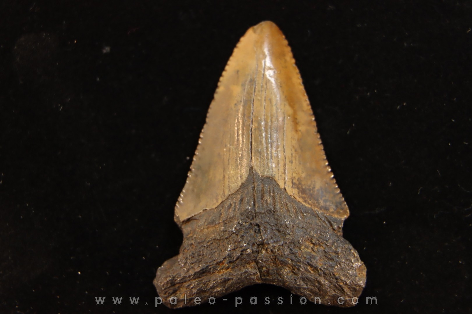 dent de requin: CARCHARODON MEGALODON