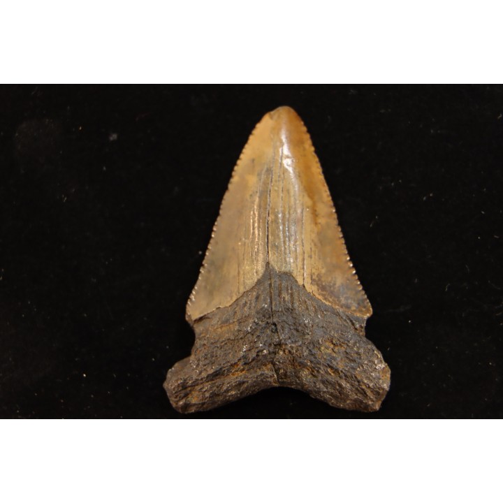 dent de requin: CARCHARODON MEGALODON