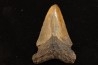 shark teeth: CARCHARODON MEGALODON