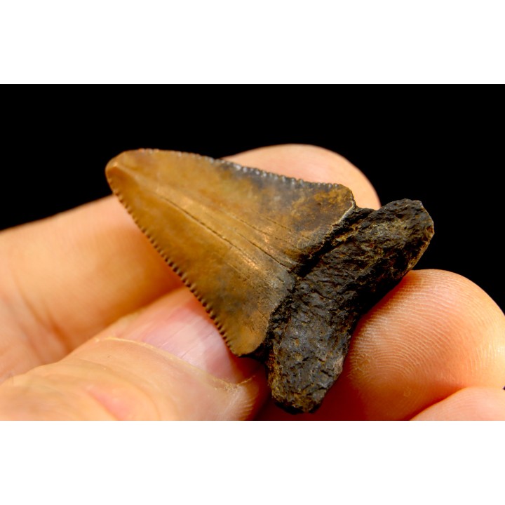 dent de requin: CARCHARODON MEGALODON