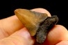 dent de requin: CARCHARODON MEGALODON