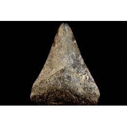 shark teeth: CARCHARODON MEGALODON
